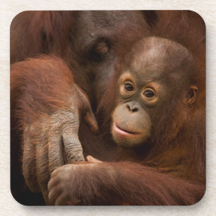 Orangutan Mother and Baby at the Zoo Coaster