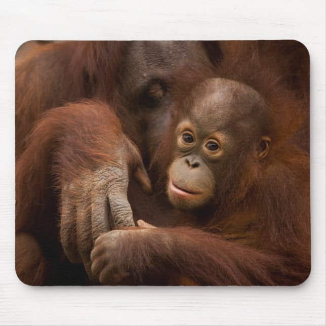 Orangutan Mother and Baby at the Zoo Mouse Mat (Front)
