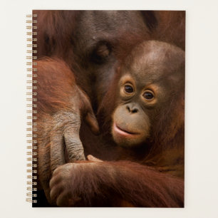 Orangutan Mother and Baby at the Zoo Planner