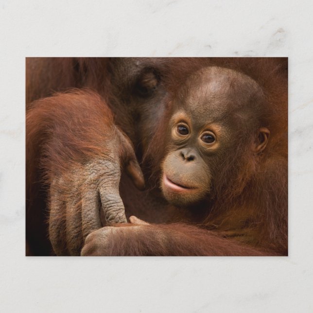 Orangutan Mother and Baby at the Zoo Postcard (Front)