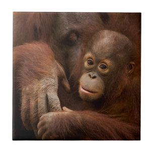 Orangutan Mother and Baby at the Zoo Tile