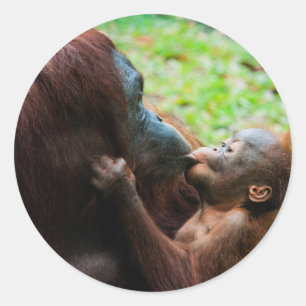 Orangutan mother and baby classic round sticker