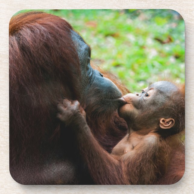 Orangutan mother and baby coaster (Front)