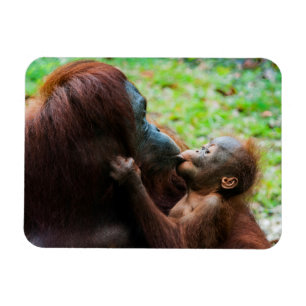 Orangutan mother and baby magnet