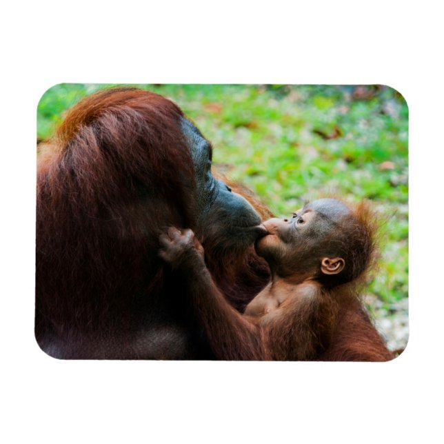 Orangutan mother and baby magnet (Horizontal)