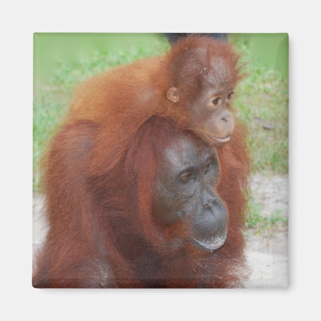 Orangutan Mother and Baby on Island of Borneo Magnet (Front)