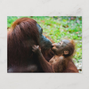Orangutan mother and baby postcard