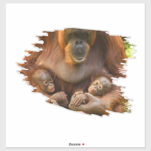 Orangutan Mother Holding Two Babies (Sheet)