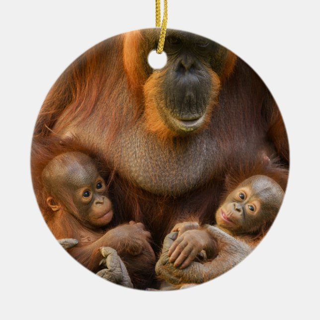 Orangutan Mother Holding Two Babies Ceramic Tree Decoration (Front)