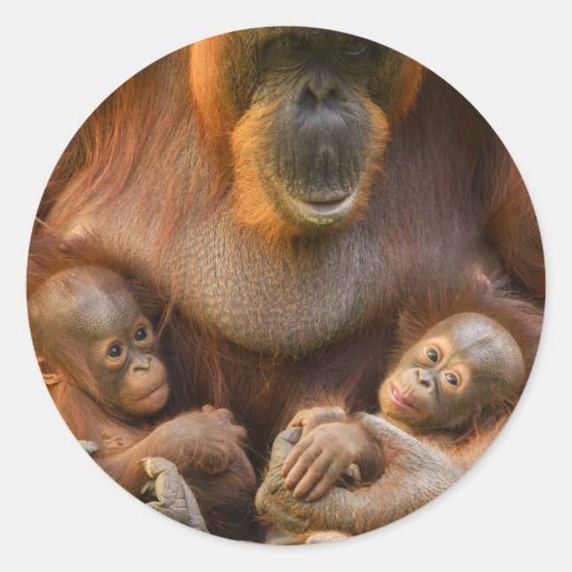 Orangutan Mother Holding Two Babies Classic Round Sticker (Front)