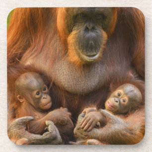 Orangutan Mother Holding Two Babies Coaster