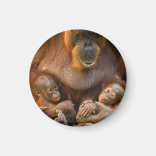 Orangutan Mother Holding Two Babies Magnet