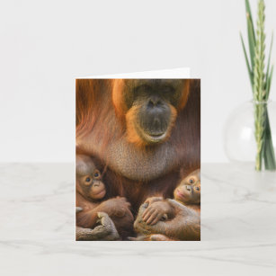 Orangutan Mother Holding Two Babies Note Card