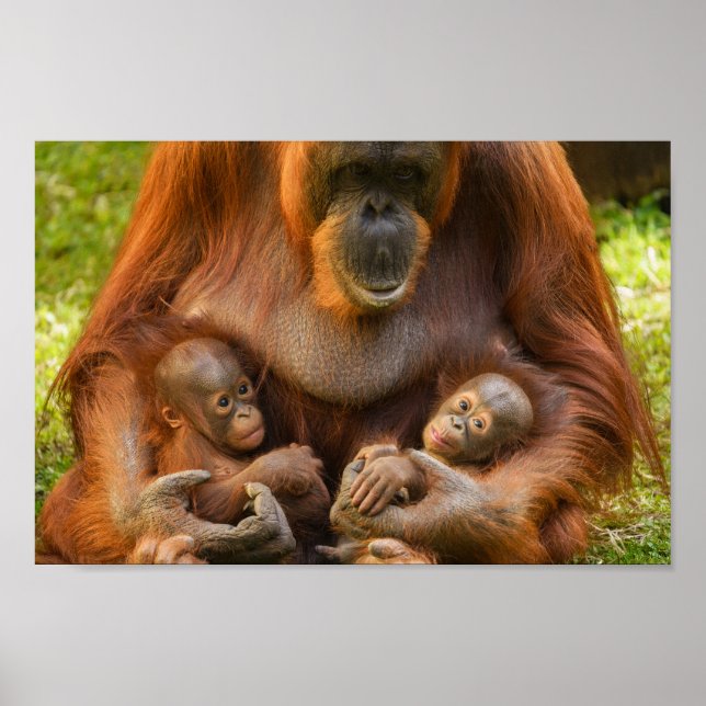 Orangutan Mother Holding Two Babies Poster (Front)