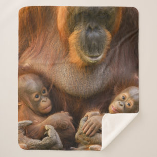 Orangutan Mother Holding Two Babies Sherpa Blanket