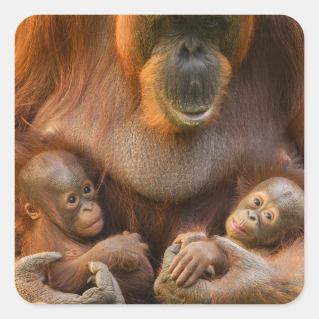 Orangutan Mother Holding Two Babies Square Sticker (Front)