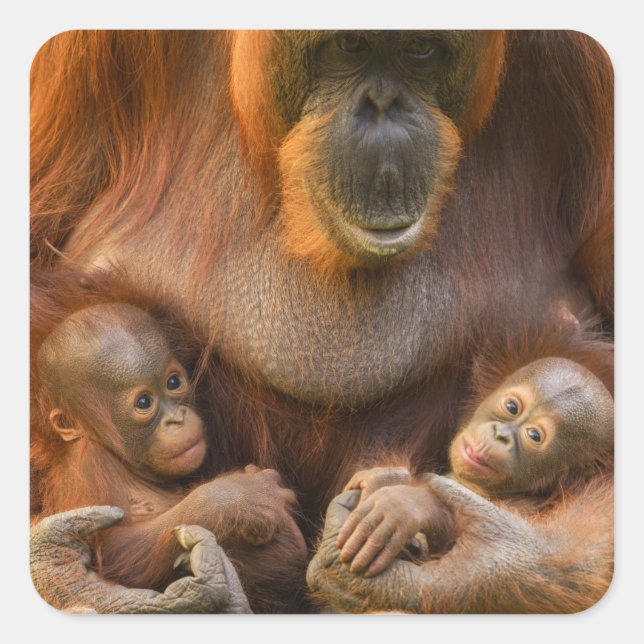 Orangutan Mother Holding Two Babies Square Sticker (Front)