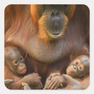 Orangutan Mother Holding Two Babies Square Sticker