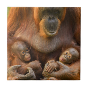 Orangutan Mother Holding Two Babies Tile