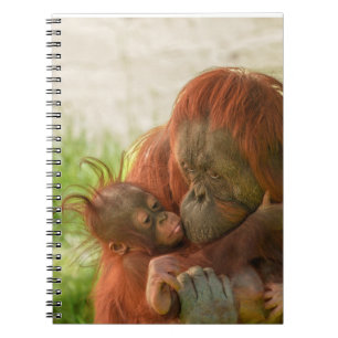 Orangutan Mother Tender Moments Notebook
