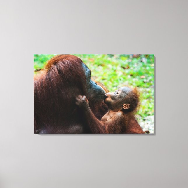 Orangutan Mother with Baby Canvas Print (Front)