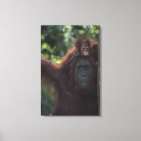 Orangutan Mother with Baby