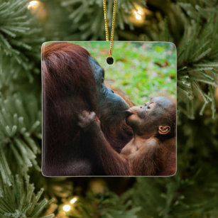 https://rlv.zcache.co.uk/orangutan_mother_with_baby_ceramic_ornament-rc868b315694a4118b23d4bc86f586b41_05wkv_8byvr_307.jpg