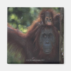 Orangutan Mother with Baby Magnet