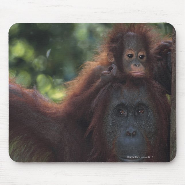 Orangutan Mother with Baby Mouse Mat (Front)