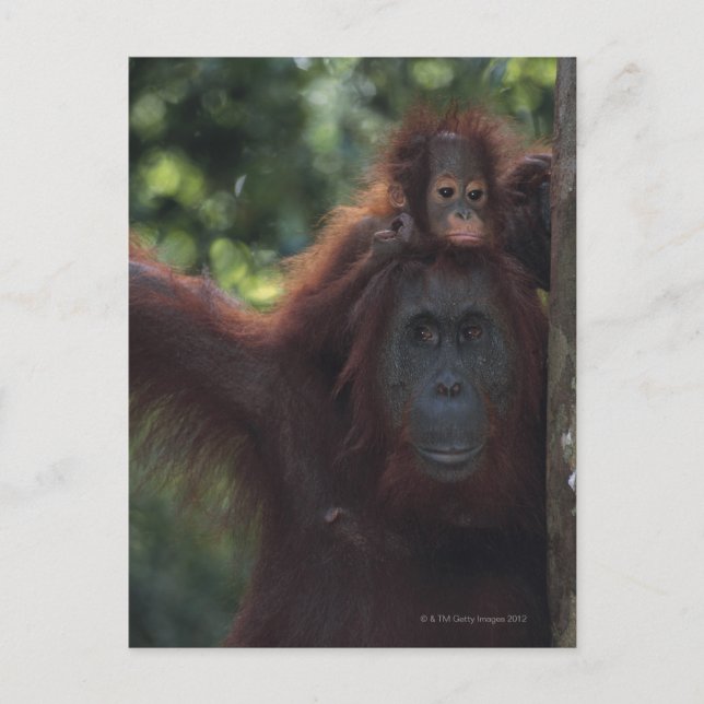 Orangutan Mother with Baby Postcard (Front)