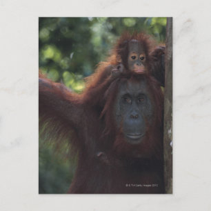 Orangutan Mother with Baby Postcard
