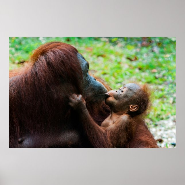 Orangutan Mother with Baby Poster (Front)