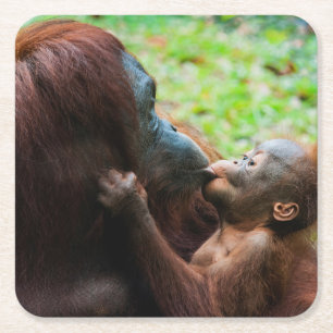 Orangutan Mother with Baby Square Paper Coaster