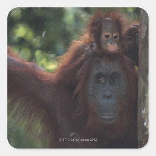 Orangutan Mother with Baby Square Sticker
