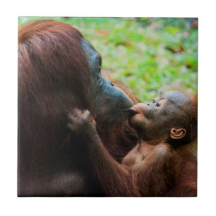 Orangutan Mother with Baby Tile