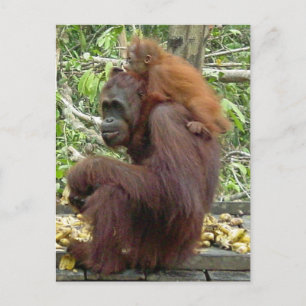 Orangutan Mum & Baby Postcard