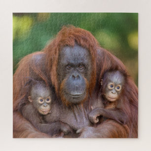 Orangutan Mum Watching Over Two Babies Jigsaw Puzzle