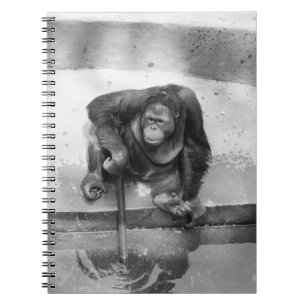 Orangutan Notebook