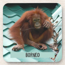 Orangutan on Roof at Sepilok in Borneo Photograph