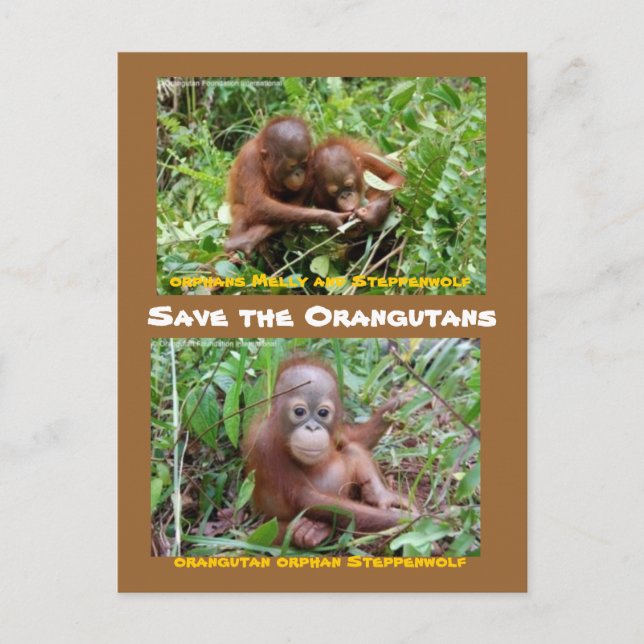 Orangutan Orphans at OFI Island of  Borneo Postcard (Front)