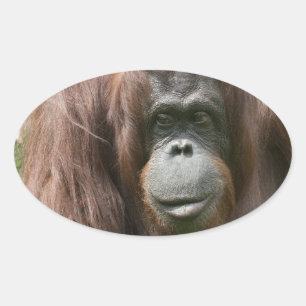 Orangutan Oval Sticker
