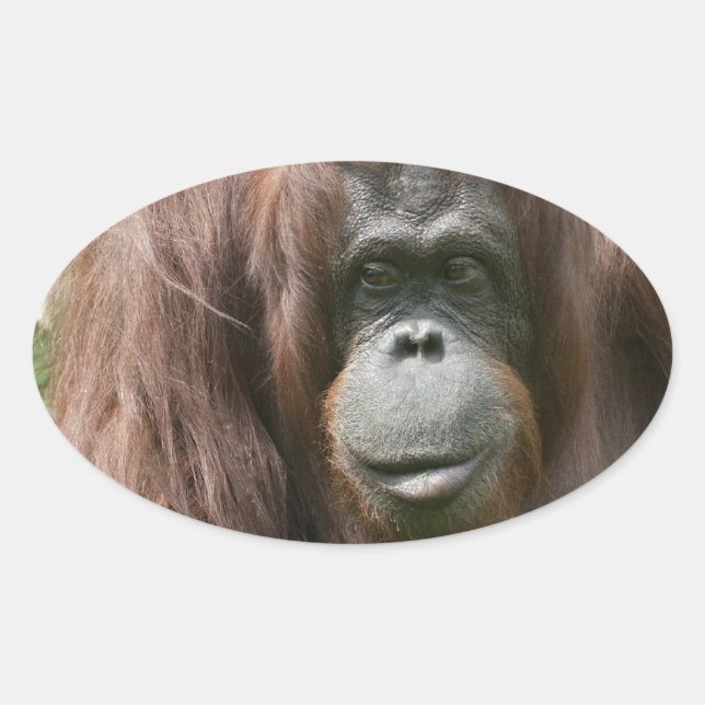 Orangutan Oval Sticker (Front)