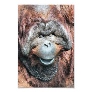 ORANGUTAN PHOTO PRINT