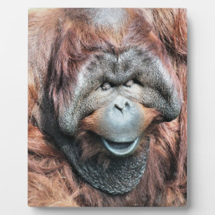 ORANGUTAN PLAQUE