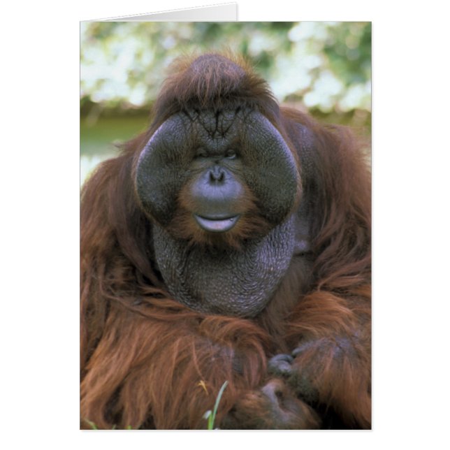 Orangutan Pongo Pygmaeus (Front)