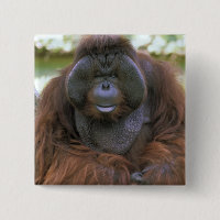 Orangutan Pongo Pygmaeus