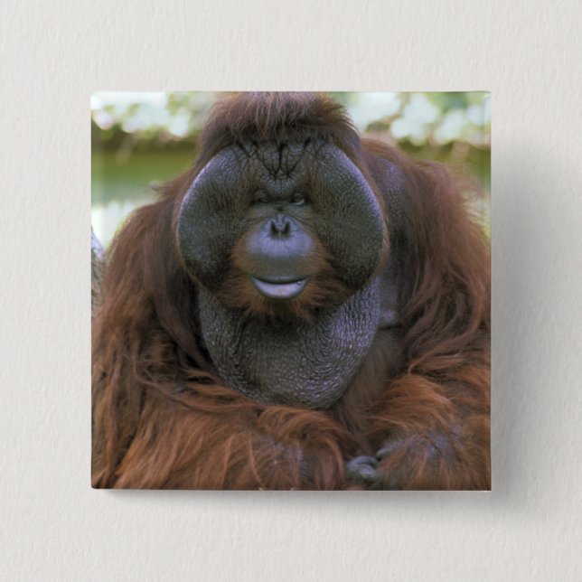 Orangutan Pongo Pygmaeus 15 Cm Square Badge (Front)