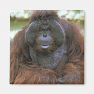 Orangutan Pongo Pygmaeus Magnet