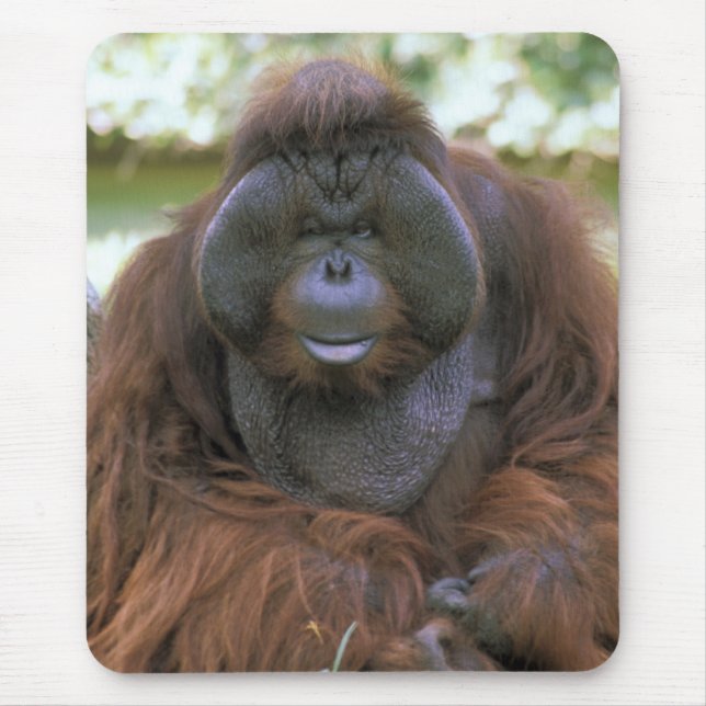 Orangutan Pongo Pygmaeus Mouse Mat (Front)
