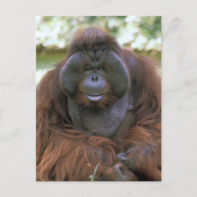 Orangutan Pongo Pygmaeus Postcard (Front)